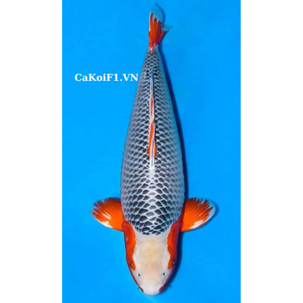 Các loại cá koi phổ biến - Cá koi Asagi