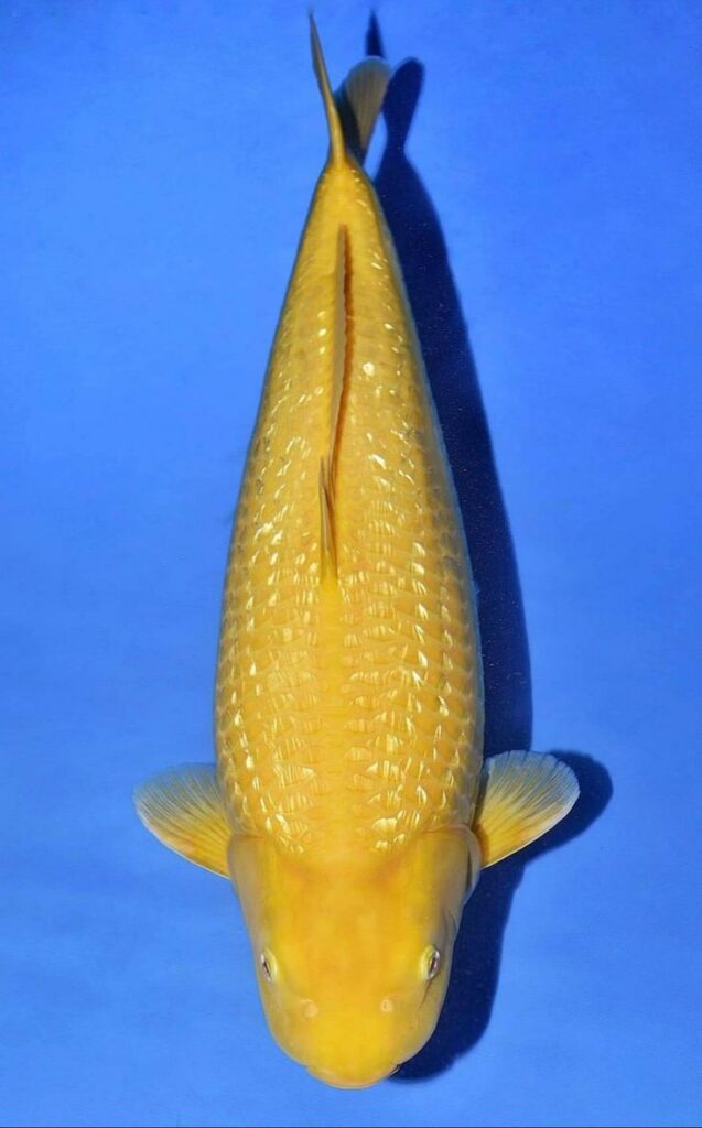 Các loại cá koi phổ biến - Cá koi Ginrin Karashi