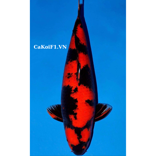 Các loại cá koi phổ biến - Cá koi Hi Utsuri