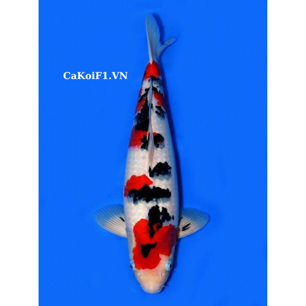 Ca-koi-f1-sanke