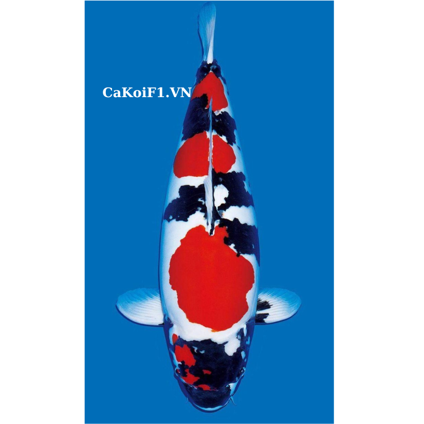 Các loại cá koi phổ biến - Cá koi Showa