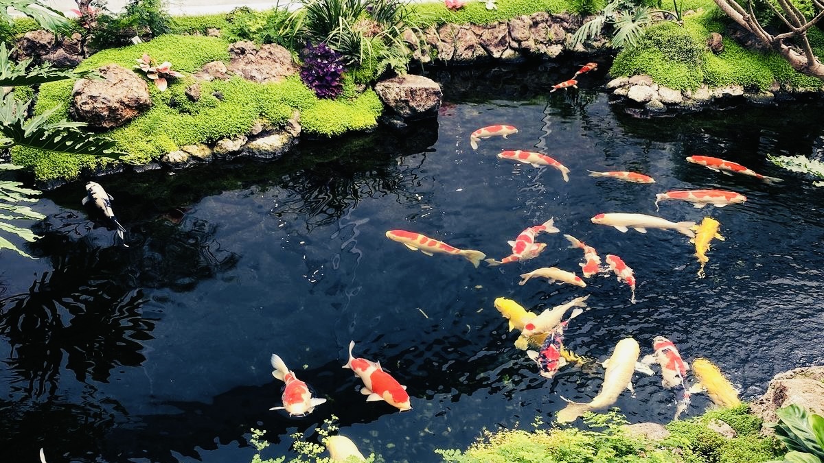 Cá Koi F1: Đặc Điểm, Cách Nuôi Và Bảng Giá Mới Nhất 2026