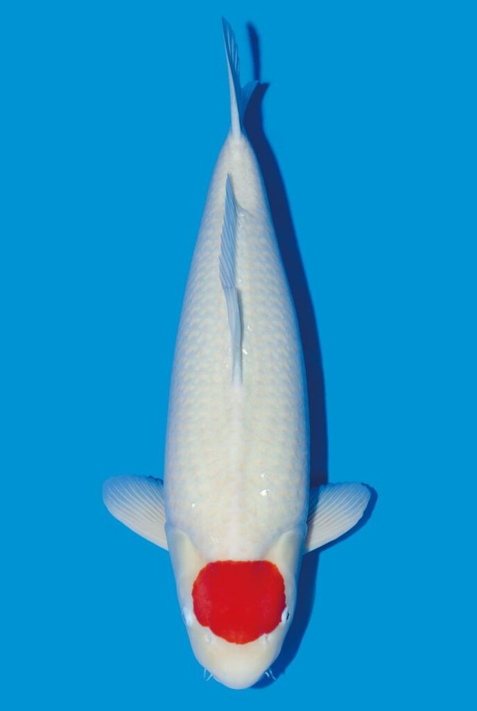 Các loại cá koi phổ biến - Cá koi Tancho